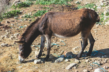 Fototapeta premium Portrait of a Donkey on a farm, a herd drove group of beautiful adult and baby Donkeys pasturing and eating hay in a countryside of Corfu island, Kerkyra, Greece, Ionian sea, in a summer sunny day