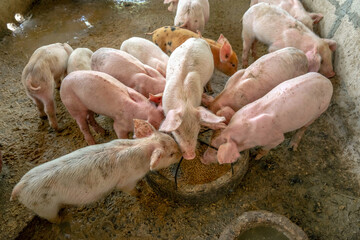 Many little piglets are fighting for food on a rural pig farm. top view