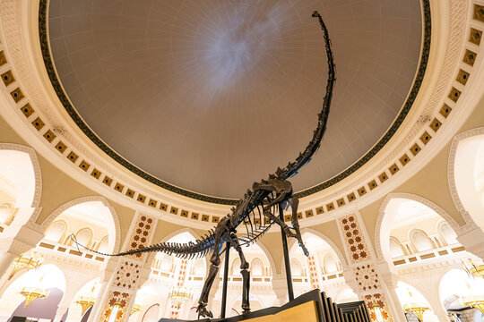 Dinosaur skeleton inside the Dubai mall. skeleton of a fossil sauropod.