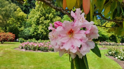 Queenstown Botanic garden