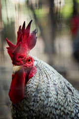 close up face of male rooster in rural farm