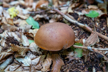 Podgrzybek wśród liści 