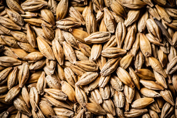 A bunch of grain. Macro background. 