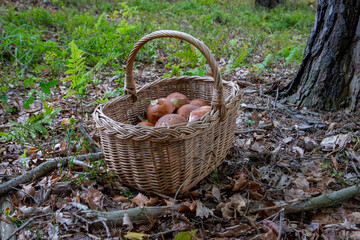 Koszyk z grzybami w lesie - obrazy, fototapety, plakaty