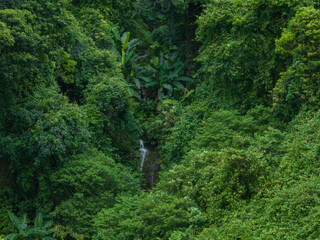Aerial view of tropical forest in summer