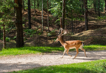 European fallow deer in the natural environment in the forest park. Wild nature.