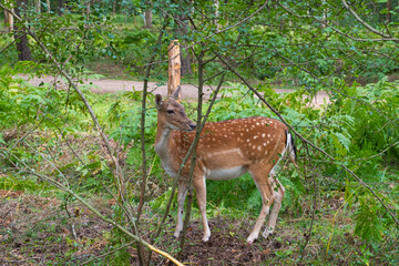 Naklejka na ściany i meble European fallow deer in the natural environment in the forest park. Wild nature.