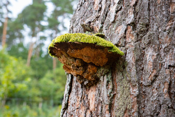 Grzyb z mchem na korze w lesie