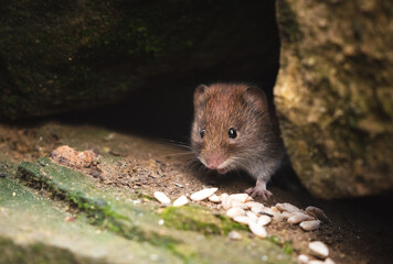 Vole  