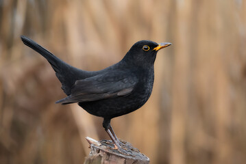 Blackbird  