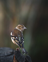 Chaffinch