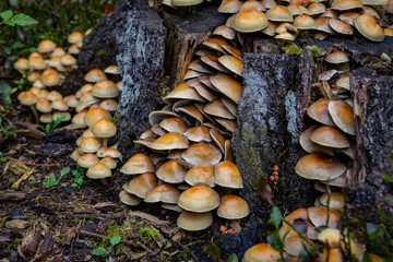 Grzyby na pniu ściętego drzewa © Michał.S-FOTO