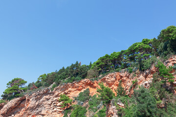 Tropical trees growing on the cliff . Pine forest on the mountain 