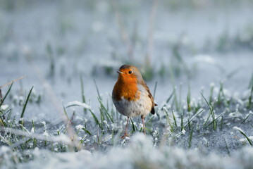 European Robin  during winter  