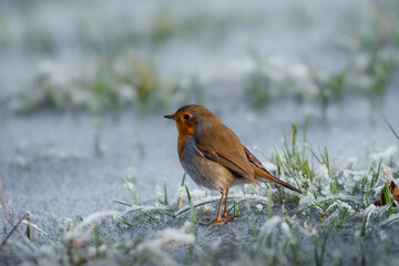 European Robin  during winter  
