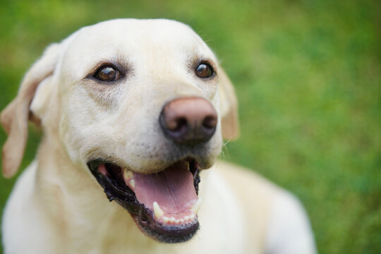 Portrait of young cute dog on meadow. Happy labrador retriever looking at camera.