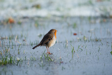 European Robin  during winter  