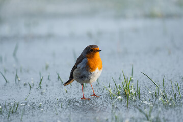 European Robin  during winter  