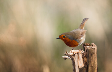 European Robin  during winter  