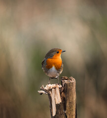 European Robin  during winter  