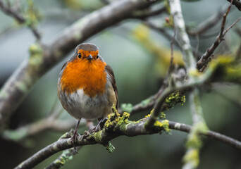 European Robin  during winter  