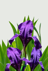 Purple iris flower with green leaves