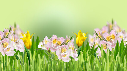 Pink lilies and yellow tulips in green grass on a green blurred background