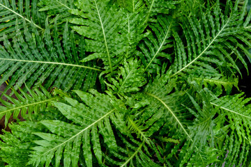 The center of a fern shown up close with raindrops on it. 