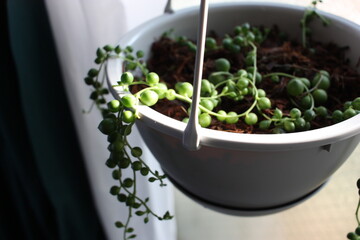 グリーンネックレス