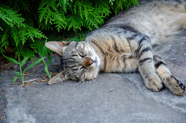 Gray cat sleeps on the street in the summer. Green background.