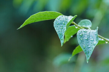 water drops on a leaf