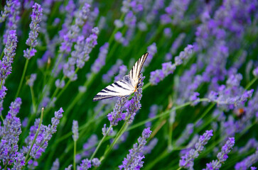 Beautiful butterfly Iphiclides podalirius on levender flowers.  Lavender bloom in summer.
