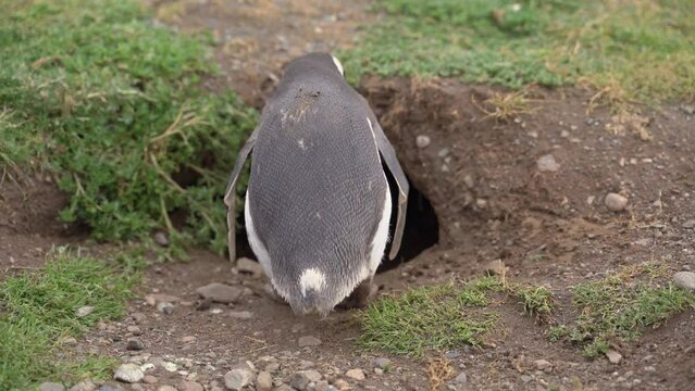 Pinguinos magallanicos con sus cr&iacute;as en la isla magdalena