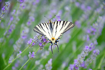 Beautiful butterfly Iphiclides podalirius on levender flowers.  Lavender bloom in summer.