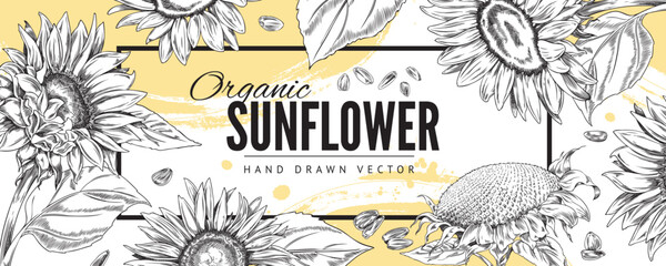 Organic sunflower plant banner in hand drawn sketch style, vector illustration.
