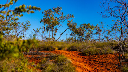red dirt path through the bush in western australia; the road to nowhere in the australian outback...