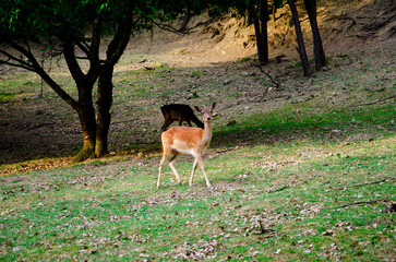 Photo of young deer in the wild forest wildlife. Deer in nature. Green meadow and forest in the background.