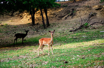 Photo of young deer in the wild forest wildlife. Deer in nature. Green meadow and forest in the background.