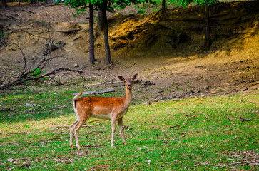 Photo of young deer in the wild forest wildlife. Deer in nature. Green meadow and forest in the background.