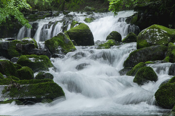 Fototapeta premium 滝