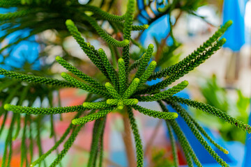 Young Araucaria. A small garden at the recreation center in Doklet in Vietnam. 