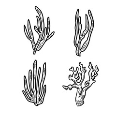 Marine Corals line art. Aquatic plants graphics. Coral and seaweed. Vector Hand Drawn. Vector illustrations are marine.