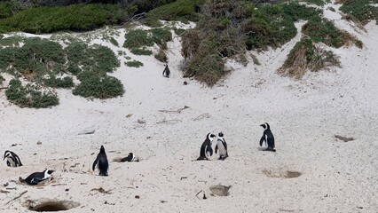 Group of penguins in boulders beach, Cape Town, South Africa