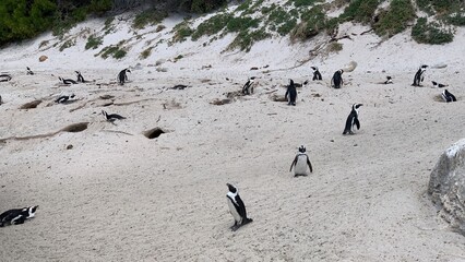 Group of penguins in boulders beach, Cape Town, South Africa
