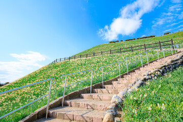 Fototapeta na wymiar 野母崎水仙の丘　長崎県長崎市　Nomozaki Narcissus Hill. Nagasaki prefecture, Nagasaki city.
