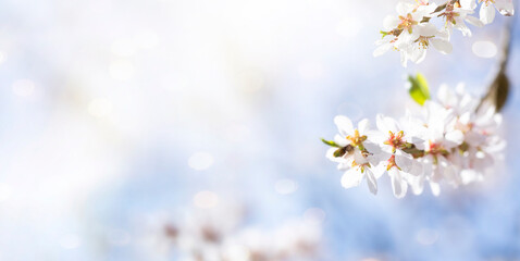 Spring background with blooming almond tree and sunlight