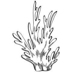 Hand drawn corals isolated on white. Sketch drawing