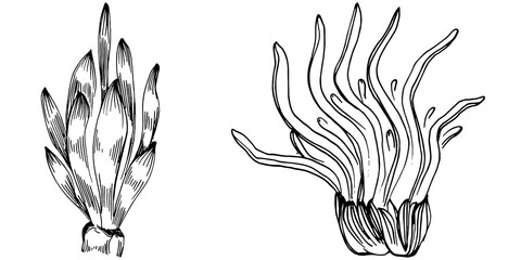 Hand drawn corals isolated on white. Sketch drawing