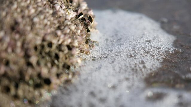 Acorn barnacle on the rocks by the sea. Close up acorn barnacle. (Balanomorpha)