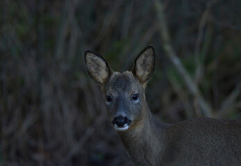 A Roe Deer